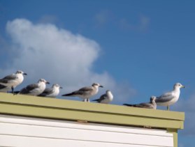 seagulls_7
